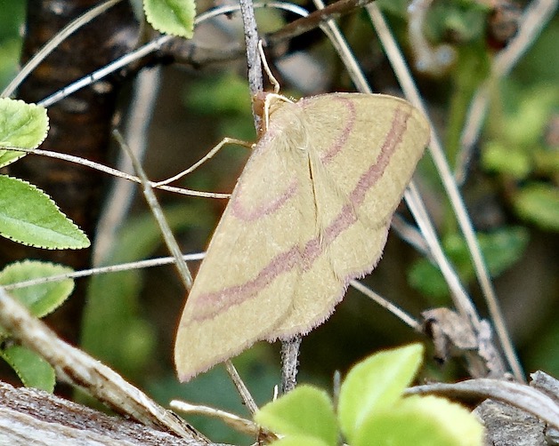 narrow rose-banded wave